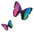 Freemotion-Coaching-Schmetterlinge