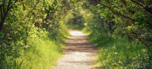 Read more about the article Warum die beste Methode auch Wegbegleitung ist